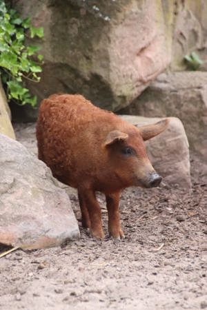 rote Wollschweine vom Mai 2024 zu verkaufen