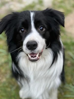 Deckrüde Bordercollie KEIN VERKAUF