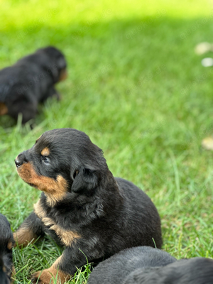 Rottweiler Welpen