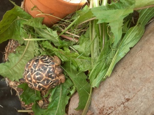 Sternschildkröten