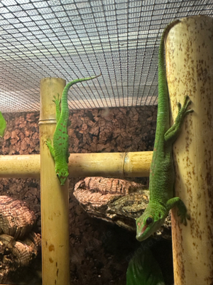 Phelsuma Grandis Nachzucht Madagaskar Taggecko 0.0.3