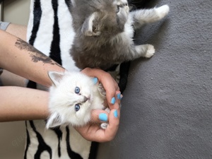 MaineCoon-Perser & Ragdoll Mix Babys 