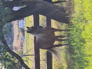 Haflinger Wallach zu verkaufen. 