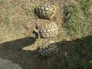 Griechische Landschildkröten THB