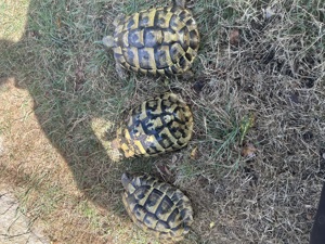 Griechische Landschildkröten THB 