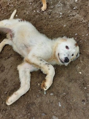 SAMMY - Herdenschutzhund Fans aufgepasst (wartet in Rumänien)