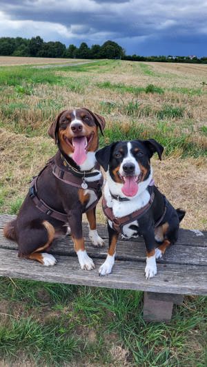 Wurfankündigung Appenzeller Sennenhund Welpen