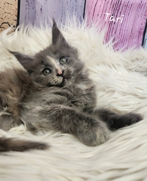 =^..^=Wunderschöne Maine Coon kitten BLAU mit Stammbaum aus seriöser Zucht =^..^=