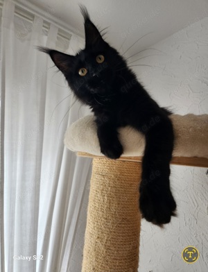 =^..^=Tolles junges Maine Coon Mädchen BLACK mit Stammbaum aus seriöser Zucht =^..^=