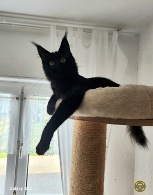 =^..^=Tolles junges Maine Coon Mädchen BLACK mit Stammbaum aus seriöser Zucht =^..^=