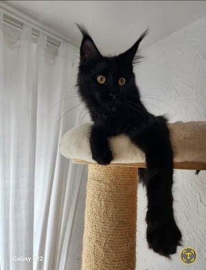 =^..^=Tolles junges Maine Coon Mädchen BLACK mit Stammbaum aus seriöser Zucht =^..^=