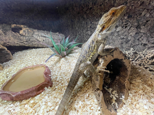  Bartagame 1.0 Pogona Vitticeps