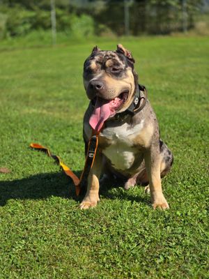 American Bully Deckrüde in Blacktri Merle 