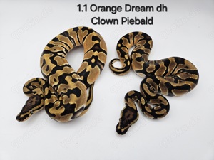 1.1 Orange Dream dh Clown Piebald Königspython Python Regius Schlange 