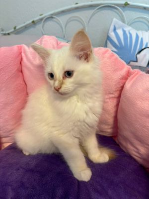 Reinrassige Ragdoll Kitten suchen liebevolles Zuhause 