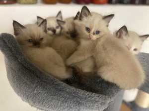 Ragdoll Katzenbabys