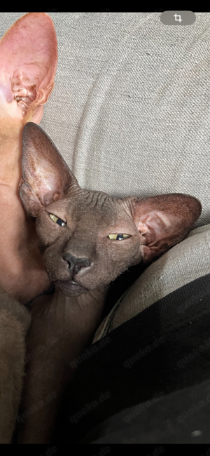 Sphynx Peterbald Kater jung