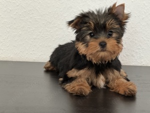 Wunderschöne Yorkshire Terrier welpen