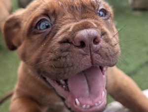 Zauberhafte Bordeauxdoggen Welpen aus seriöser Zucht