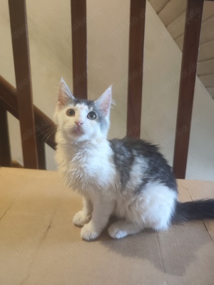 Maine Coon Mix Kitten Katze 