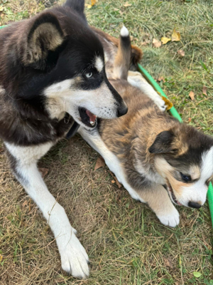 Berner Sennen Husky welpe 