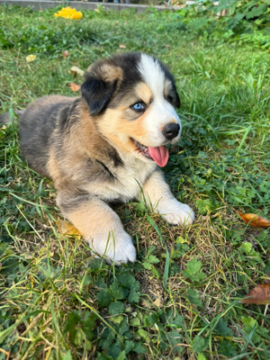 Husky Berner Sennen Welpe 