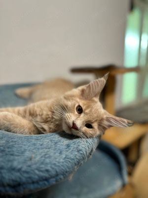 Zuckersüsse Maine Coon Kitten  