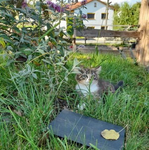 kleine europäisch langhaar Katze