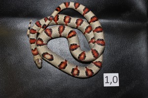 Lampropeltis leonis