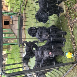 Welpen , Goldendoodle