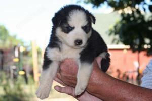 Welpe Sibirien Husky