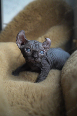 Sphynx Katze abzugeben