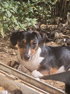 Tricolor Jack Russel Welpen mit Ahnentafel, langbeinig. Ausstellungsbewertung Best of Breed