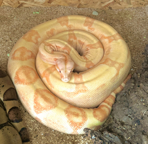 0.2 Boa Mädels suchen ein neues Zuhause