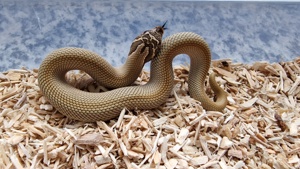 1.0 Superconda het. Snow - Hakennasennatter   Hognose