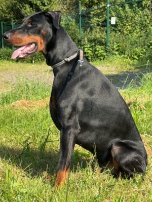 Dobermann Deckrüde 