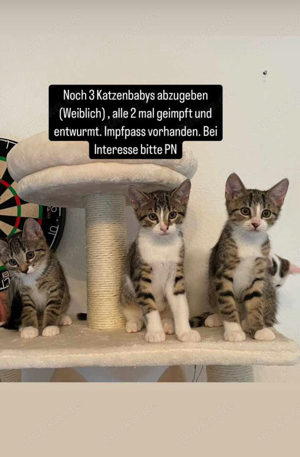 3 getiegerte kitten abgabebereit