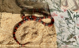 Verk. 0.0.4 Lampropeltis abnorma ( hondurensis) ENZ 2023