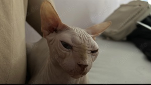 Sphinx Kater Benny such Zuhause 