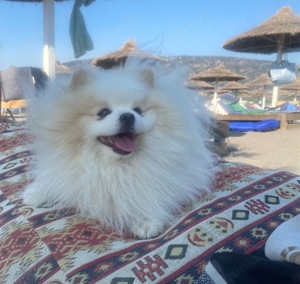 Pomeranian freut sich auf Damenbesuche Bild 2