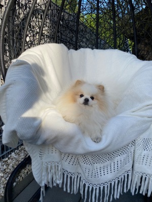 Pomeranian freut sich auf Damenbesuche