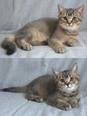 2x BKH Kätzchen Kater Katze Kitten Britisch Kurzhaar aus Dortmund