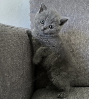 Reinrassige BKH Blue Britisch Kurzhaar Kitten mit EU-Impfpass, Mikrochip und Gesundheitszeugnis Bild 9