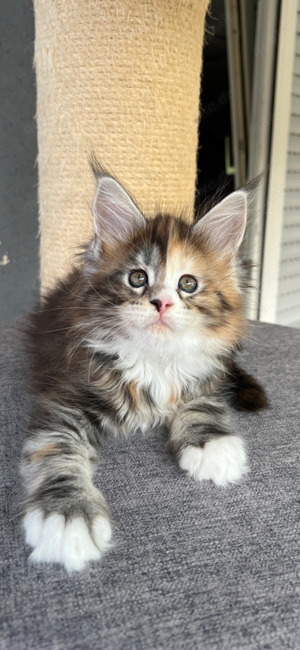 Reinrassige Maine Coon kitten mit stammbaum