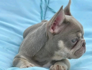 French Bulldog puppy for sale 