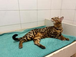 Bengalkater sucht ein schönes Zuhause!