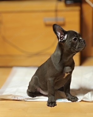     Französische Bulldogge Welpen 