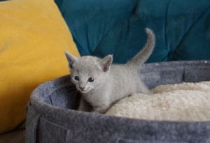 Russisch Blau Kitten , abgabebereit ab Mitte Dezember.