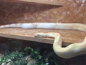 Albino Boa Constrictor Constrictor Männlich 