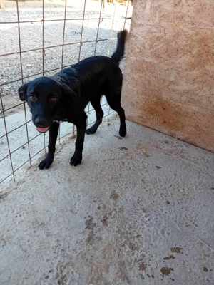 Hundemädl Sare würde gern ihr eigenes Körbchen haben Bild 4